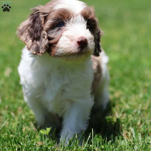 Coffee, Cavapoo Puppy